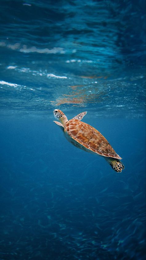 Turtle Aesthetic, Sea Turtle Wallpaper, Sea Turtle Pictures, Turtle Wallpaper, Save The Sea Turtles, Beautiful Sea Creatures, Ocean Wallpaper, Ocean Vibes, Cute Turtles