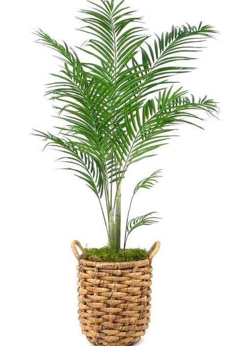 Make your home palmy with a faux palm tree in a woven basket. Featured on Completely Coastal. Perfect for a coastal beach and tropical decor theme. Rattan Basket Decor, Tree In Basket, Modern Tropical Decor, Faux Palm Tree, Entryway Paint, Vintage Tropical Decor, Beach Theme Classroom, Theme Baskets, Coastal Flooring