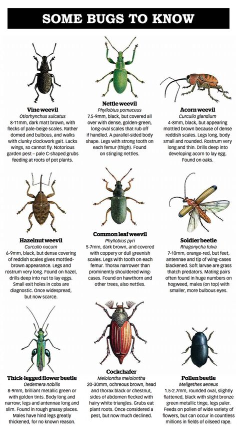 Types Of Beetles, Bug Facts, Crawling Animals, Bug Identification, Insect Anatomy, Dangerous Spiders, Animal Infographic, Bug Spray Recipe, Bad Bugs