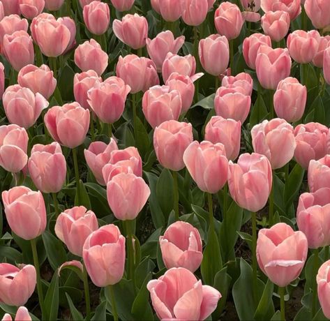 Alien Stage, Aesthetic Flowers, Trendy Girl, Pink Tulips, Young Artist, South African, Pink Flowers, Tulips, Flowers