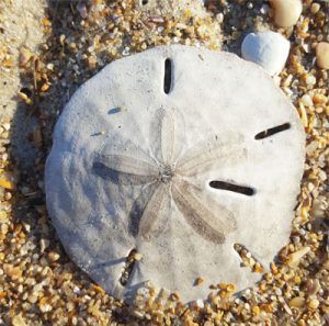 A Beachcomber’s View: A Closer Look at Sand Dollars | Island Free Press Sand Dollar Craft, Ocracoke Island, Hatteras Island, Sand Dollars, Beach Combing, Sand Dollar, Sand Color, Beach Scenes, Natural Environment