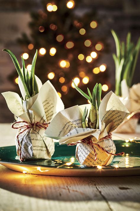 Christmas Plants, Elegant Centerpieces, Wrapping Ideas, Homemade Christmas Gifts, Plant Gifts, Homemade Christmas, Homemade Gifts, Green Thumb, Hostess Gifts