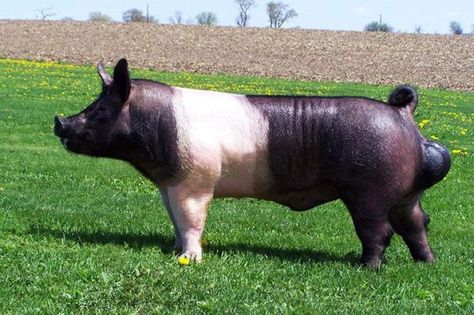 Hampshire Pig Breed, Show Pigs, Hampshire Pig, Pig Breeds, Hereford Cows, Wild Horses Photography, Miniature Pigs, Livestock Farming, Showing Livestock