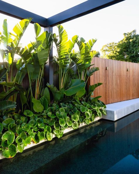 MINT Pool + Landscape Design (@mintdesignau) • Instagram photos and videos Walk Way Landscaping, Penthouse Garden, Resort Garden, Indoor Garden Decor, Pool Plants, Tropical Landscape Design, Tropical Garden Design, Courtyard Gardens Design, Pool Landscape Design