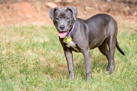 Pitbull Lab Mix: Is The Fierce Loyal Labrabull Right For You? Lab Pitbull Mix Puppy, Pitbull Puppies Training, Pitbull Lab Mix, Pitbull Lab, Lab Pit Mix, Pitbull Mix Puppies, Sheriff Callie, Pit Bull Puppies, Labrador Mix