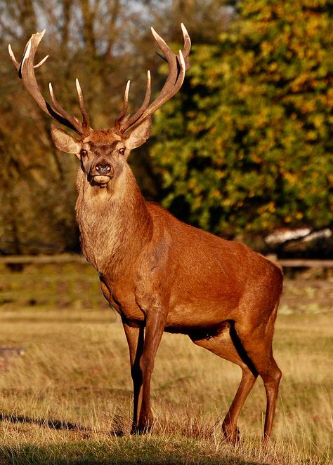 https://flic.kr/p/azQquf | Red Deer Stag Red Deer Stag, Deer Photography, Red Stag, Deer Wallpaper, Big Deer, Deer Photos, Deer Pictures, Deer Painting, Stag Deer