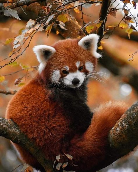 ♔ Le Panda Roux/Rouge - Red Panda Red Panda Side View, Red Panda Crafts, Red Panda Aesthetic, Red Panda Photography, Red Panda Habitat, Red Panda Wallpaper, Panda Merah, Panda Crafts, Red Panda Art