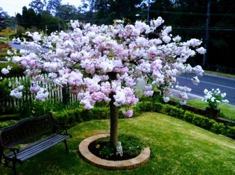 Garden With Cherry Blossom Trees, Japanese Cherry Blossom Landscape, Cherry Blossom Front Yard, Blossom Tree In Garden, Cherry Blossom Tree Backyard, Cherry Blossom Courtyard, Cherry Blossom Tree Landscape, Cherry Blossom Tree In Garden, Cherry Blossom Tree Garden