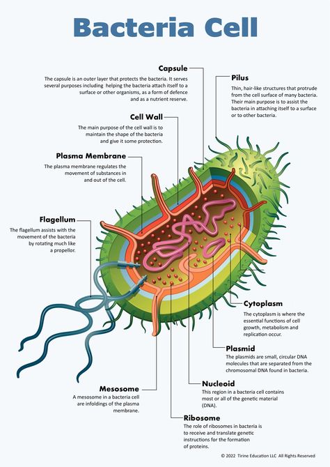 A poster showing the labelled organelles of a bacteria cell with a brief description of each. Bacteria Diagram, Bacteria Cell, Animal Cell