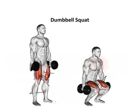 A dumbbell squat is a well-known lower-body workout that targets the quadriceps, hamstrings, and glutes. Although this variant is typically performed using light weights for high repetitions, however, it could also be used to replace deadlifts, squats, or trap bars during any exercise. Dumbbell Squat is a great lower-body workout designed to tone the quadriceps glutes, […] Squats Muscles Worked, Dumbell Squats, Dumbbell Squats, Exercise Dumbbell, Hamstrings And Glutes, Leg Exercise, Squat Variations, Dumbbell Squat, Back Squats