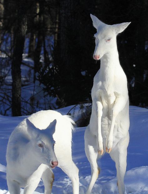 ☀Albino Whitetail Deer ~    She's a Little Bit Dangerous by Michael* Albino Deer, Rare Albino Animals, Zoo Zoo, White Animals, Giant Cat, Albino Animals, White King, Rare Animals, Charles Darwin