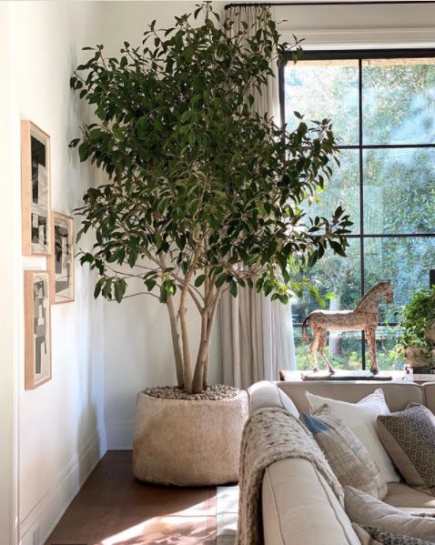 a living room filled with furniture and a tree in the middle of it's windowsill