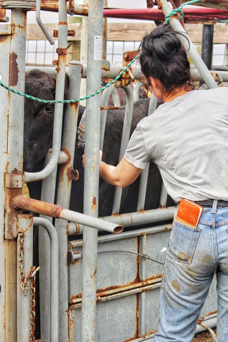 a woman is milking a cow in an enclosure with metal pipes and bars on the sides