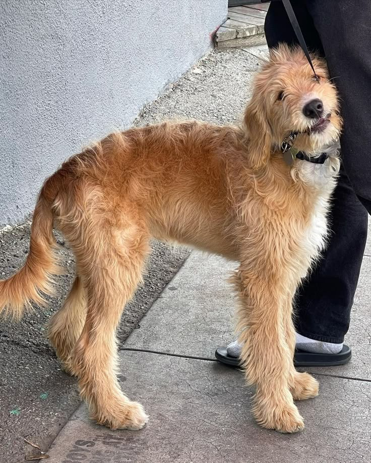 a small brown dog standing on top of a sidewalk next to a person's leg