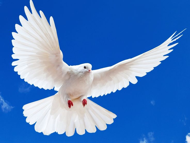 a white dove flying through the air with its wings wide open in front of a blue cloudy sky