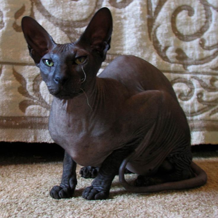 a hairless cat sitting on the floor in front of a curtain with green eyes