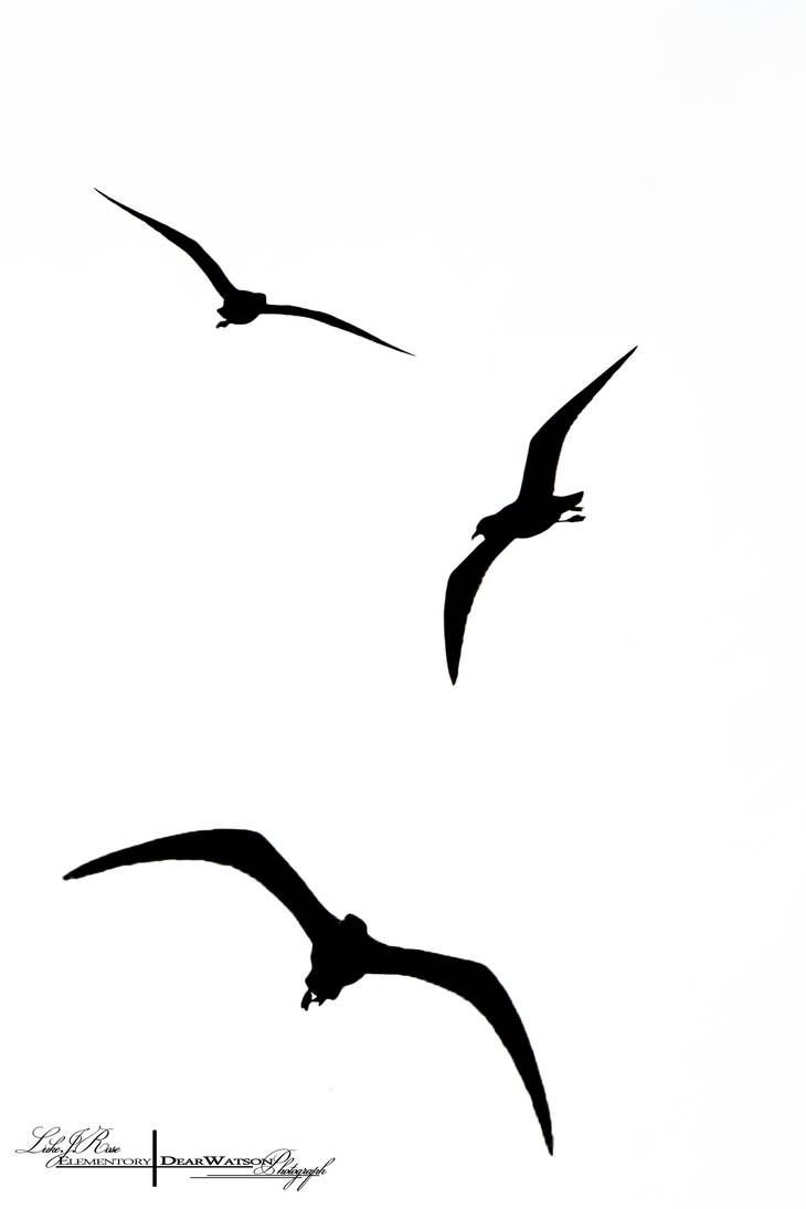 three black birds flying in the sky together