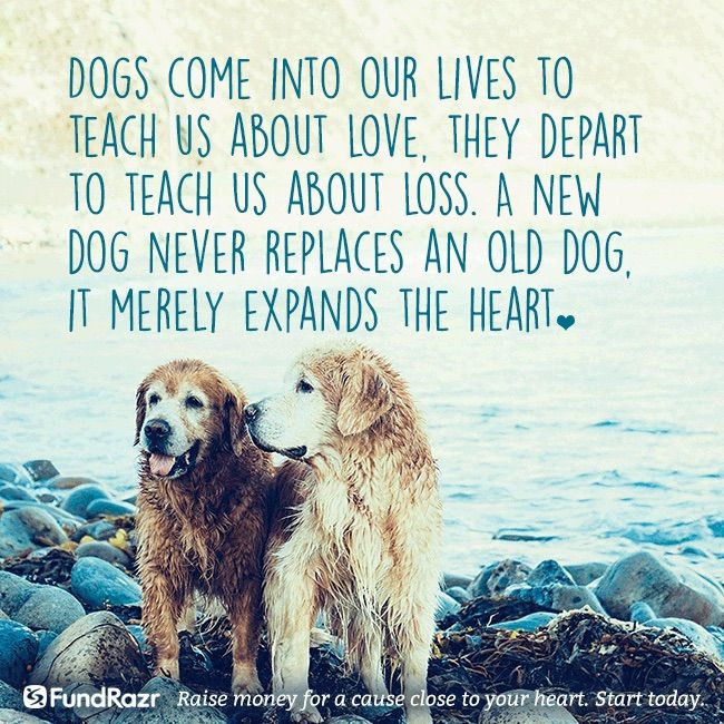 two dogs standing next to each other on rocks near the ocean with a quote about dogs come into our lives to teach us about love