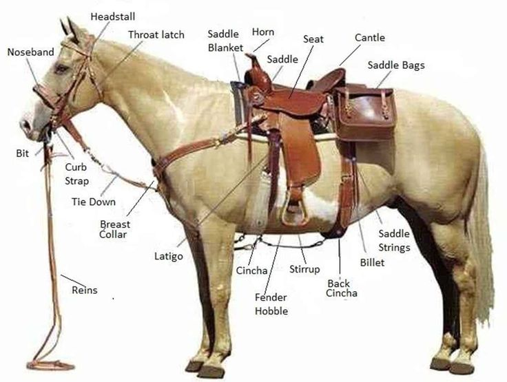 the parts of a horse that are labeled