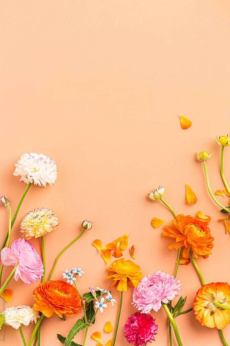 an overhead view of colorful flowers on a pink background