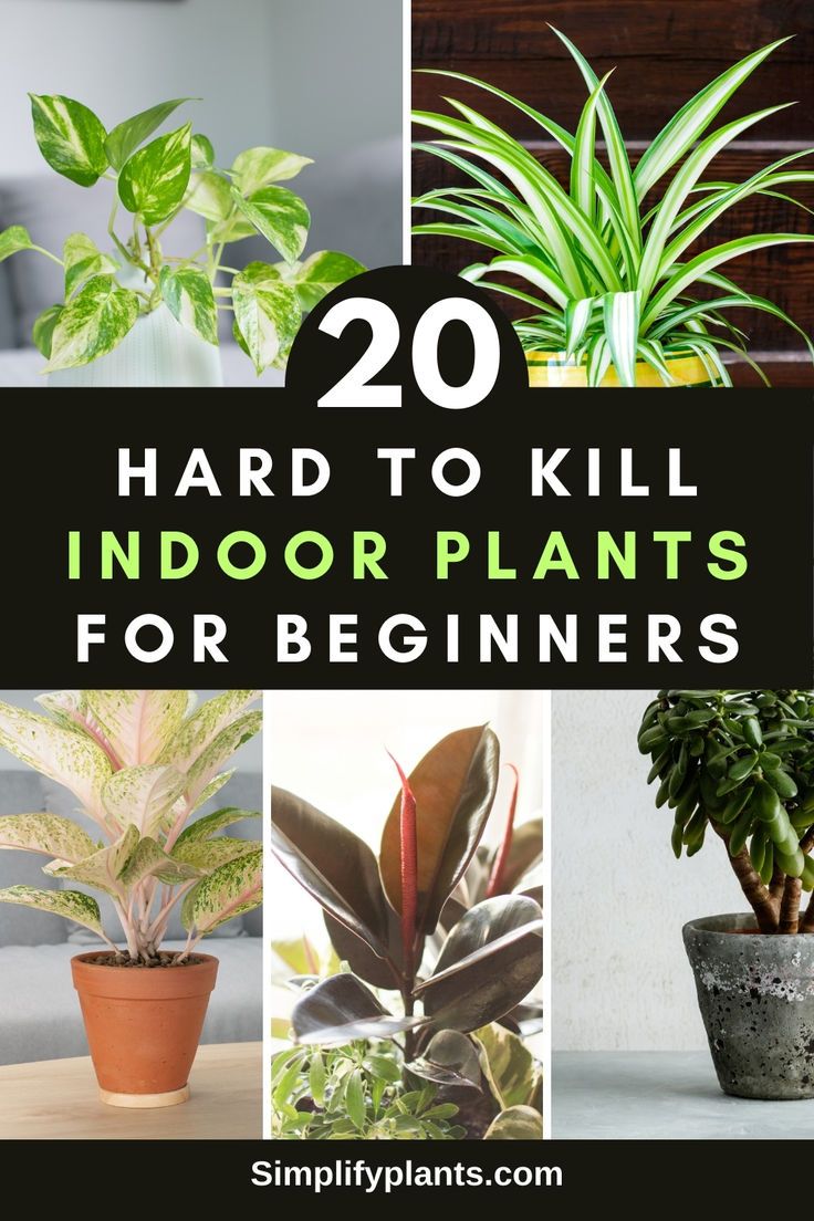 "20 hardy indoor plants, beginner-friendly houseplants, low maintenance 
indoor plants, resilient houseplants, easy to care for indoor plants, 
indoor plants for beginners, durable houseplants, tough indoor plants, 
robust houseplants, resilient indoor plants, hardy houseplants for 
beginners, low maintenance houseplants, beginner-friendly indoor plants, 
sturdy indoor plants, hard to kill houseplants, durable indoor plants, 
tough houseplants for beginners. Indoor Plants For Beginners, Inside House Plants, Plants For Beginners, Low Maintenance Indoor Plants, Easy Indoor Plants, Low Water Plants, Easy House Plants, Household Plants, Plant Care Houseplant