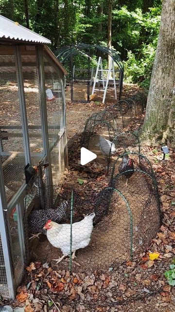 two chickens in a small coop next to a tree and some leaves on the ground