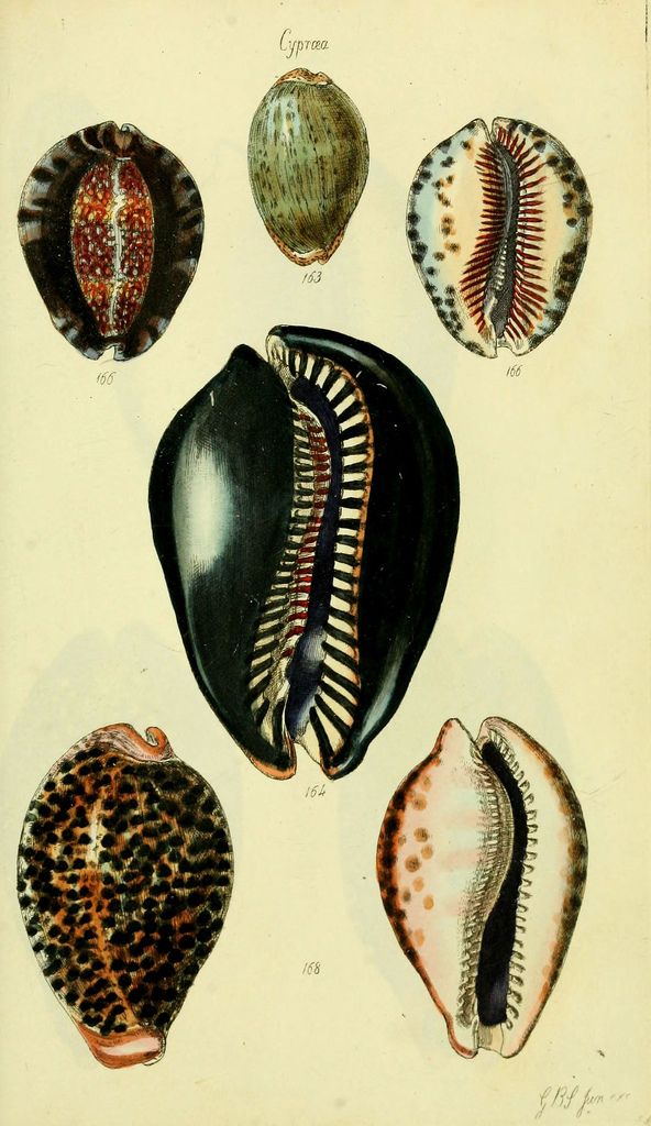 an antique print of seashells from the early 19th century, showing different types of shells