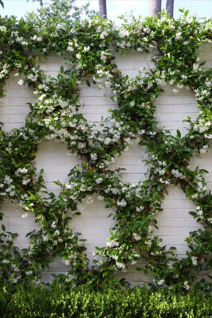 an ivy covered wall with white flowers on it