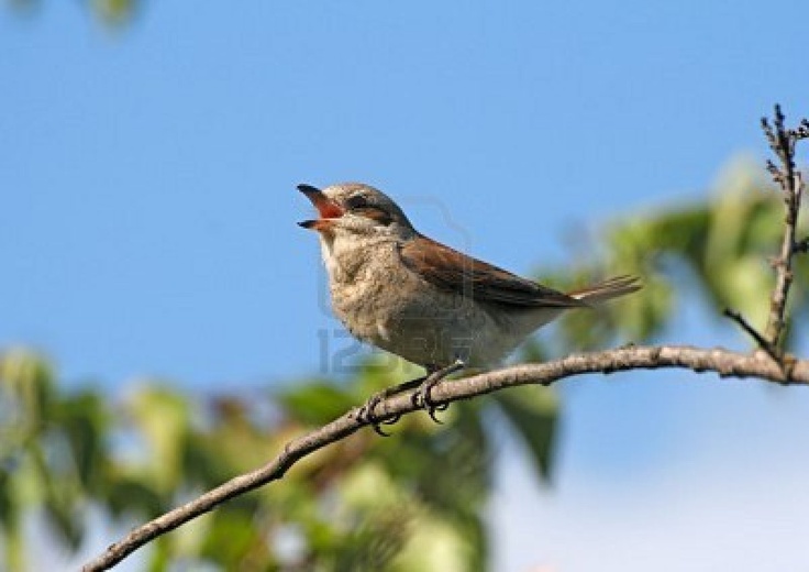 a small bird sitting on top of a tree branch