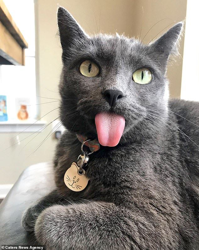 a gray cat with its tongue hanging out