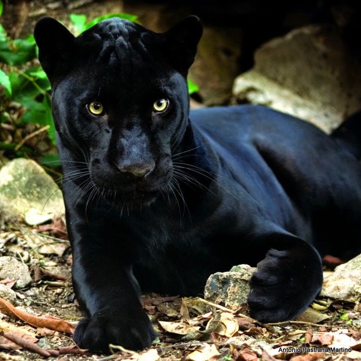 a black panther laying on the ground in front of some rocks and leaves, looking at the camera