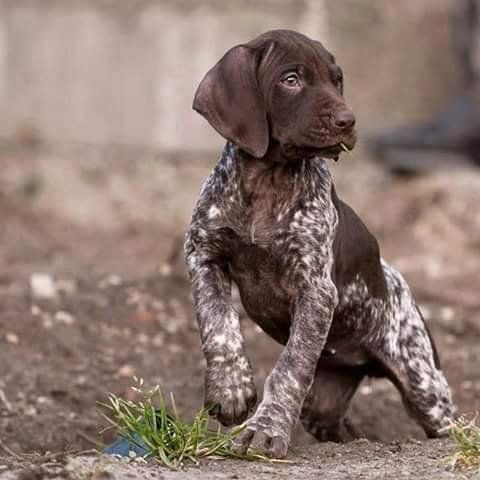 a brown and white dog sitting on top of a dirt field