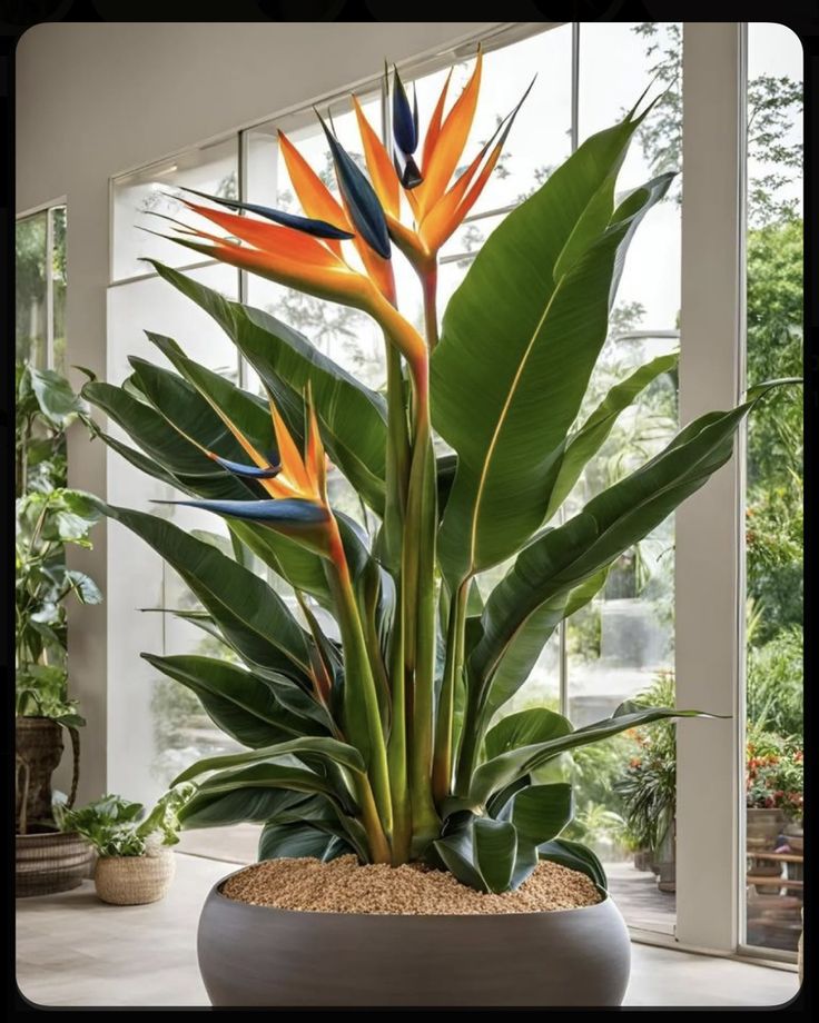 a large plant with orange and blue flowers in a pot