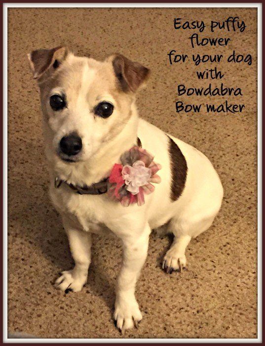 a small dog sitting on the floor with a flower in it's collar and saying, easy puffy flower for your dog with bowdababwaker