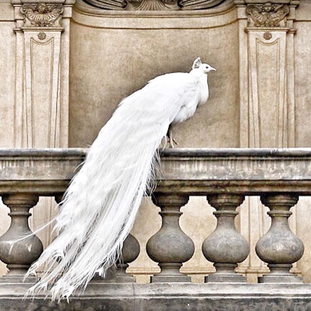 a white peacock standing on top of a stone wall