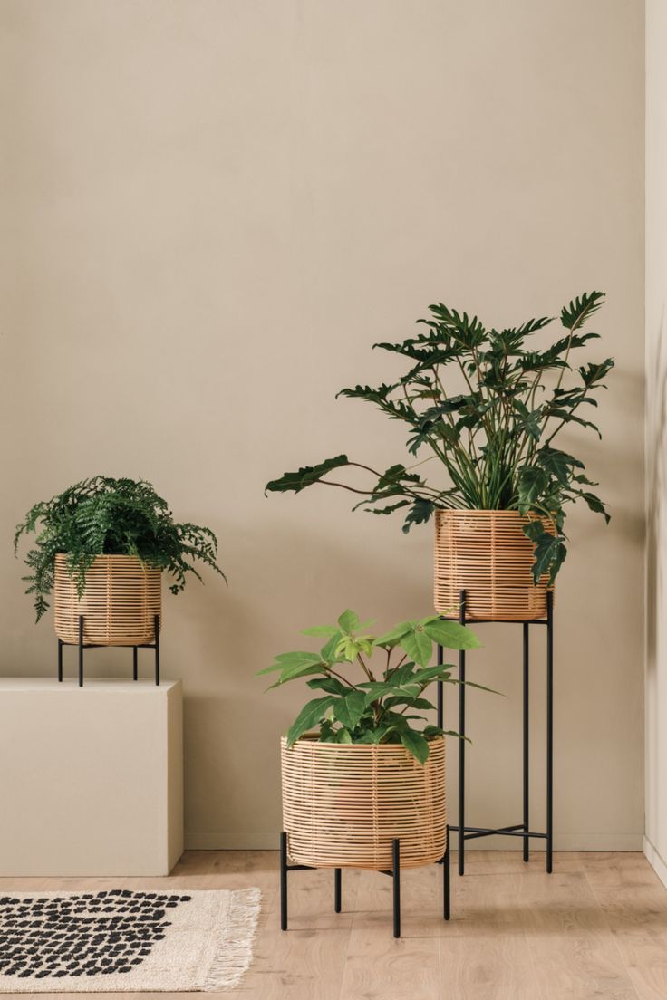 Vivi planter with natural rattan basket and black steel base Black Rattan Plant Stand, Plant Stand Rattan, Wicker Planters Indoor, Contemporary Planters Indoor, Floating Shelves Decor Ideas, Shelves Decor Ideas, Floating Shelves Decor, Steel Plant Stand, Wicker Plant Stand