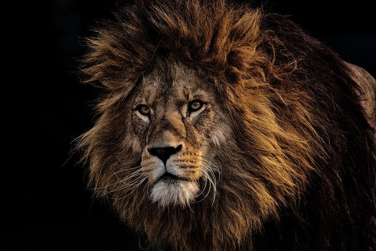 a close up of a lion's face on a black background