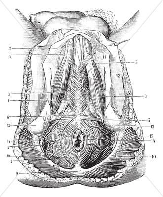 the external view of an animal's head, vintage engraved engraving