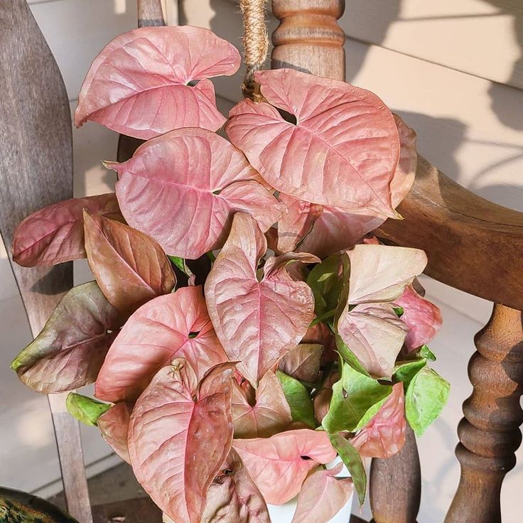 a potted plant sitting on top of a wooden chair