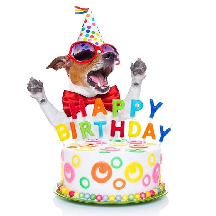 a dog wearing sunglasses and a birthday hat is in front of a cake with the words happy birthday written on it