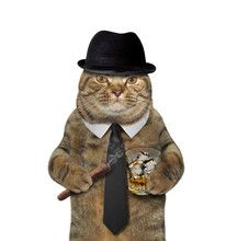 Gentleman Cat Free Stock Photo - Public Domain Pictures Funny Cat Jokes, Animal Studies, Cat Shampoo, Funny Cat Faces, Cats Pictures, Learn A Language, Dream's Cat, Halloween Cats, Cat Faces