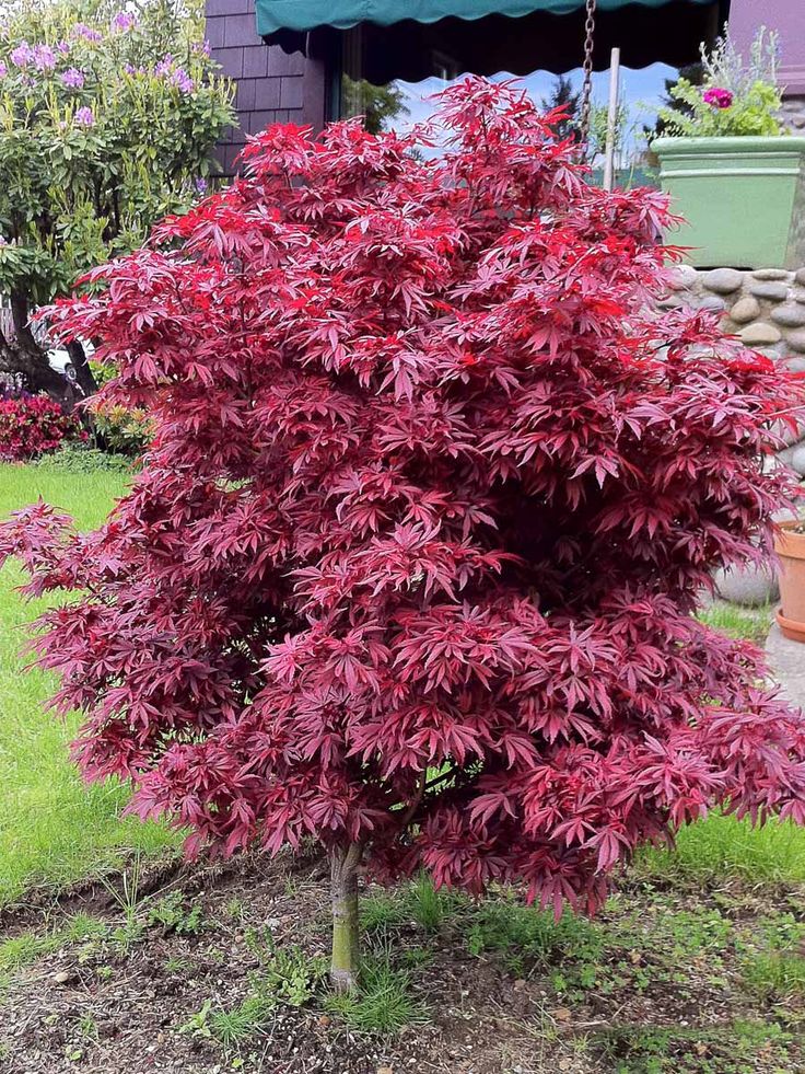 a small tree with red leaves in front of a purple building and some potted plants