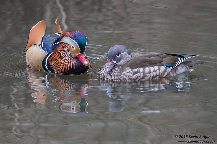 two colorful birds are swimming in the water near each other and one is looking at another bird