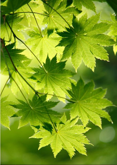 Nature patterns Green Nature, Leaf Nature, Flowers Nature, Nature Art ...