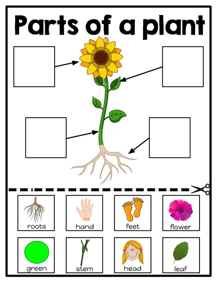 parts of a plant worksheets Part Of Plant Worksheet, Parts Of A Plant Activities Kindergarten, Plants Parts For Kids, Part Of Plants For Kids, Parts Of The Plants For Kids, Parts Of A Plant Preschool, Parts Of Plants Activities For Kids, Parts Of A Plant Craft, Part Of Plants Activities