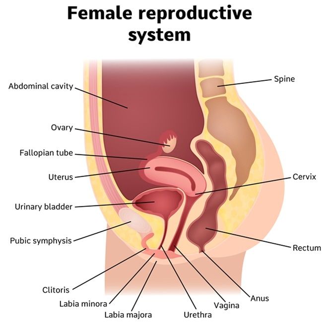 the female reproductional system is shown in this diagram