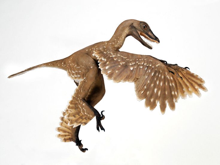 an image of a bird that is in the air with it's wings spread