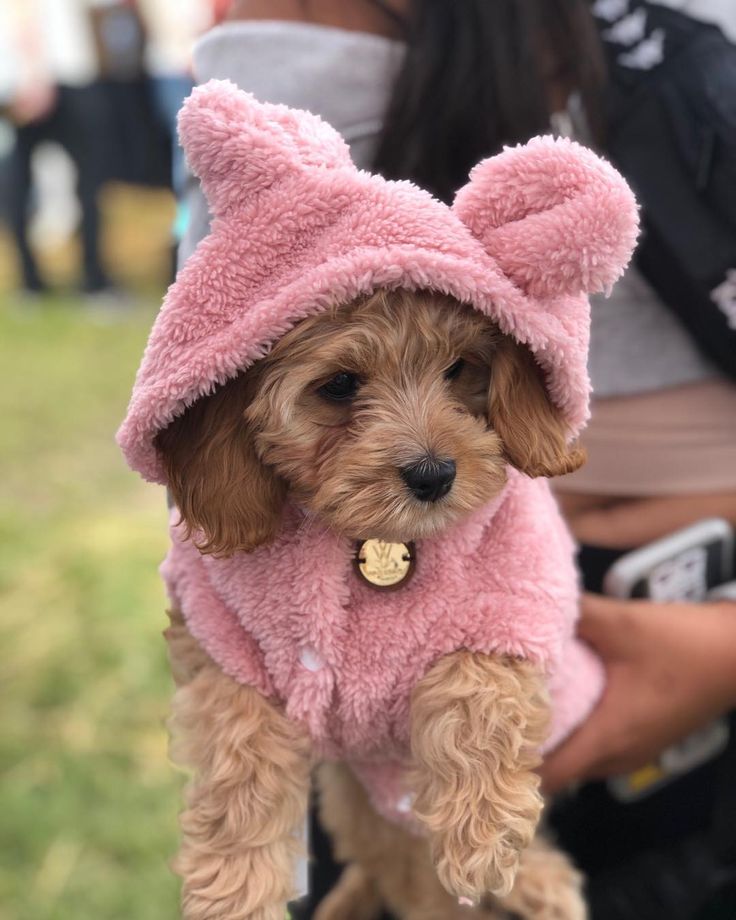 a small dog wearing a pink teddy bear outfit on it's head and ears