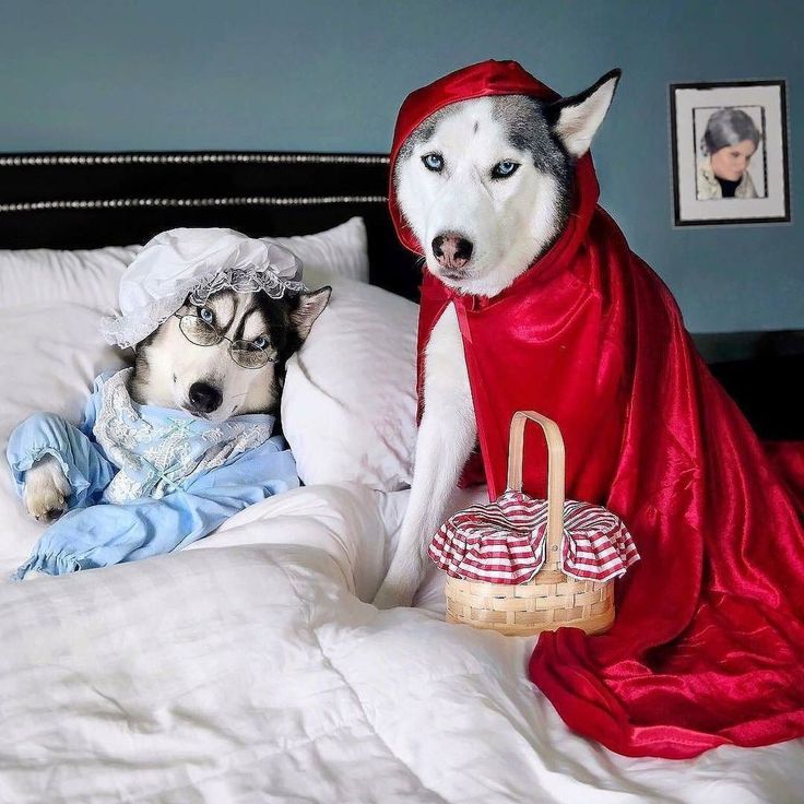 two dogs dressed up in costumes on a bed