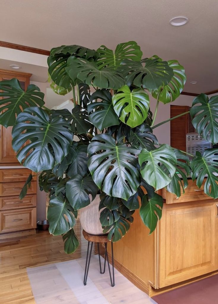 a houseplant in the corner of a kitchen